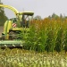 Corn plants Juweela 23288