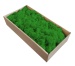Iceland moss Light grass green