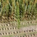Corn plants Juweela 23288