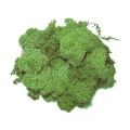 Iceland Moss green, 500 g box