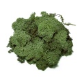 Iceland Moss medium green, 50 g bag