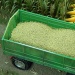 Corn Grains 150 g