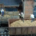 Kartoffeln  Juweela 24099