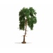 Pine 15 cm