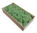 Iceland moss mint green